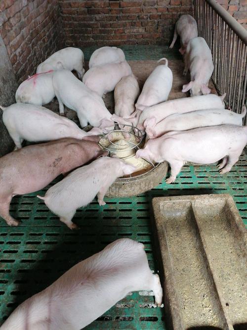 西安禾丰猪饲料40%保育乳猪浓缩料w4080小猪仔猪预混料四六比40kg